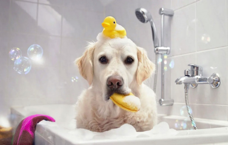 Dctr.Go Шампунь-бальзам для животных Sнampoo Therapy "Мультиуход" 1000 ml Новосибирск